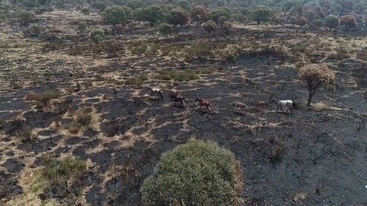 Spalony Park Kościuszki w Australii. "Ekologiczny alarm"