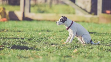 Obroże dla psów przeciw kleszczom - opinie, dostępne rozwiązania
