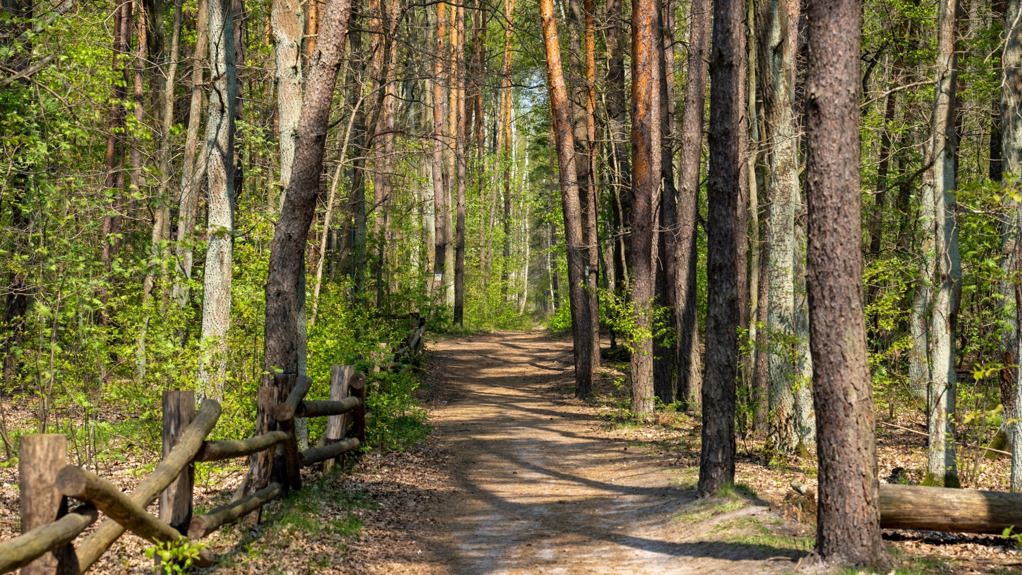 Wiosenna opowieść - zdjęcie 32