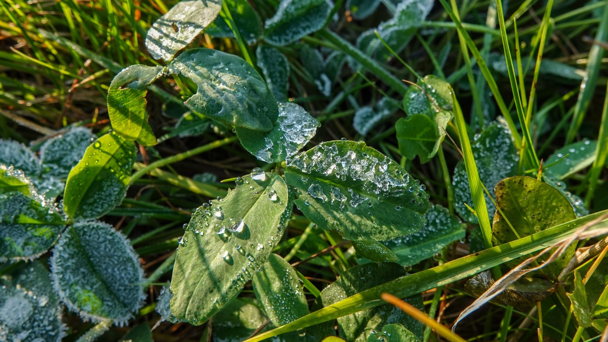 Szron pod lupą - zdjęcie 35