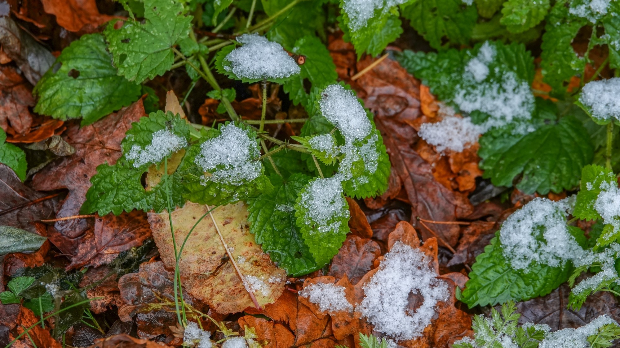 Pierwszy śnieg - zdjęcie 12