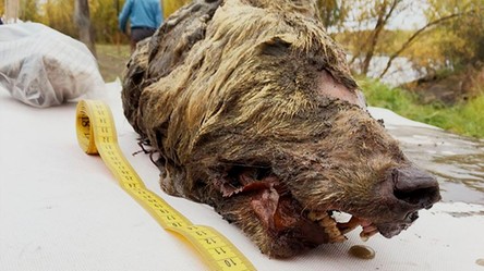 Naukowcy odkryli idealnie zachowaną głowę wilka sprzed… 40 tysięcy lat
