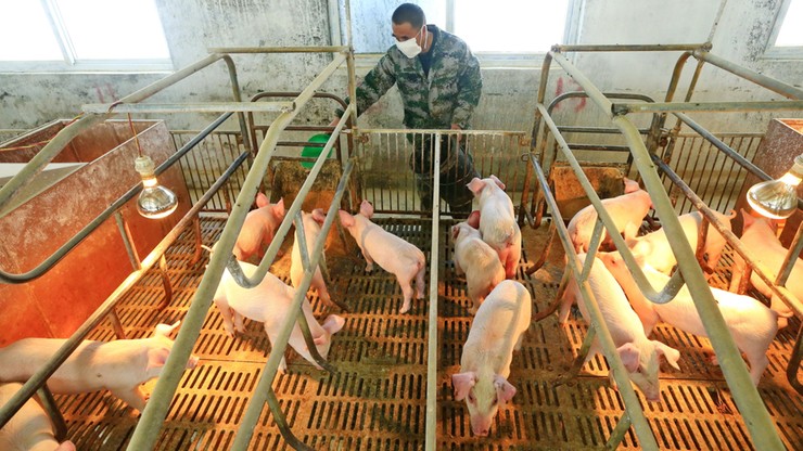 Nowy szczep grypy w Chinach. Przenoszą go świnie i "ma potencjał pandemiczny"