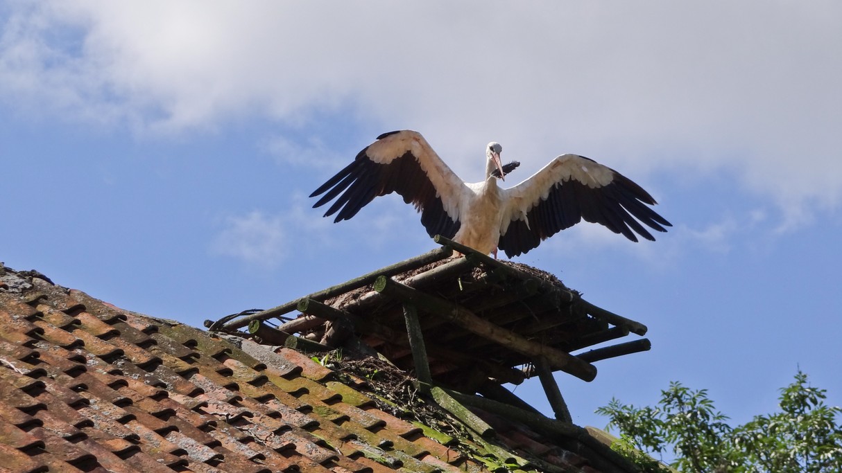 Bociania wioska - zdjęcie 19
