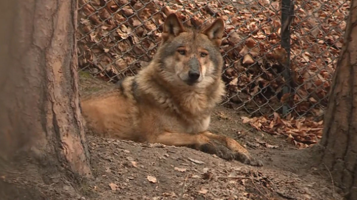 Czy wilki stały się zagrożeniem? Komisja Europejska rozważa zmianę statusu prawnego tych zwierząt