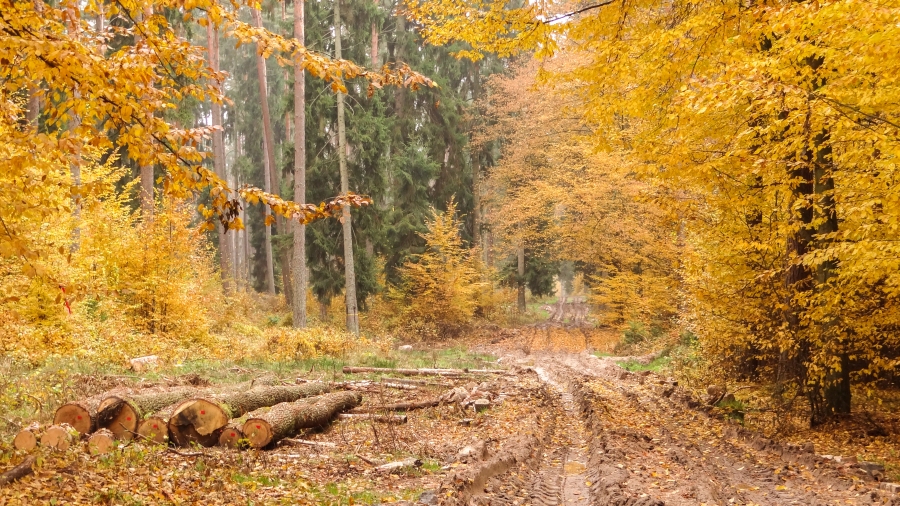 19.11.2017 00:00 Uroki późnej jesieni