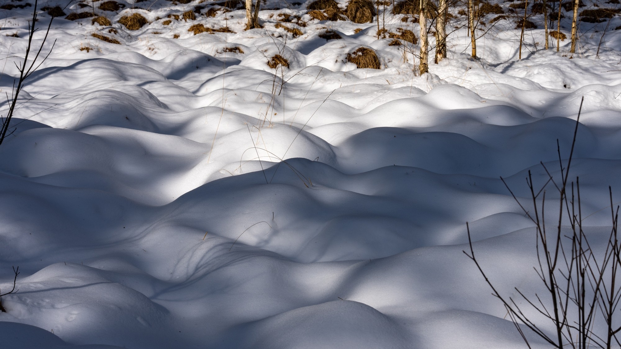 Miejska przyroda - zdjęcie 36