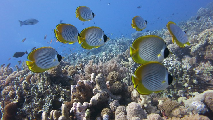 Połowa gatunków ryb może nie przetrwać ocieplenia wód w oceanach