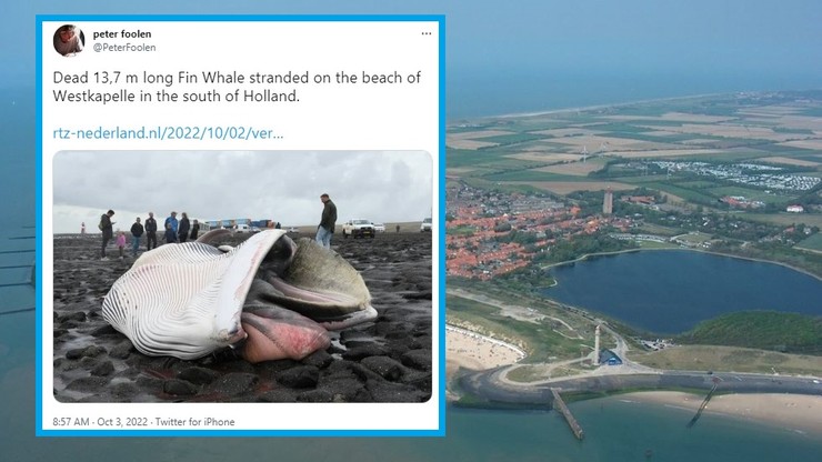 Holandia: 10-tonowy wieloryb wyrzucony na wybrzeżu