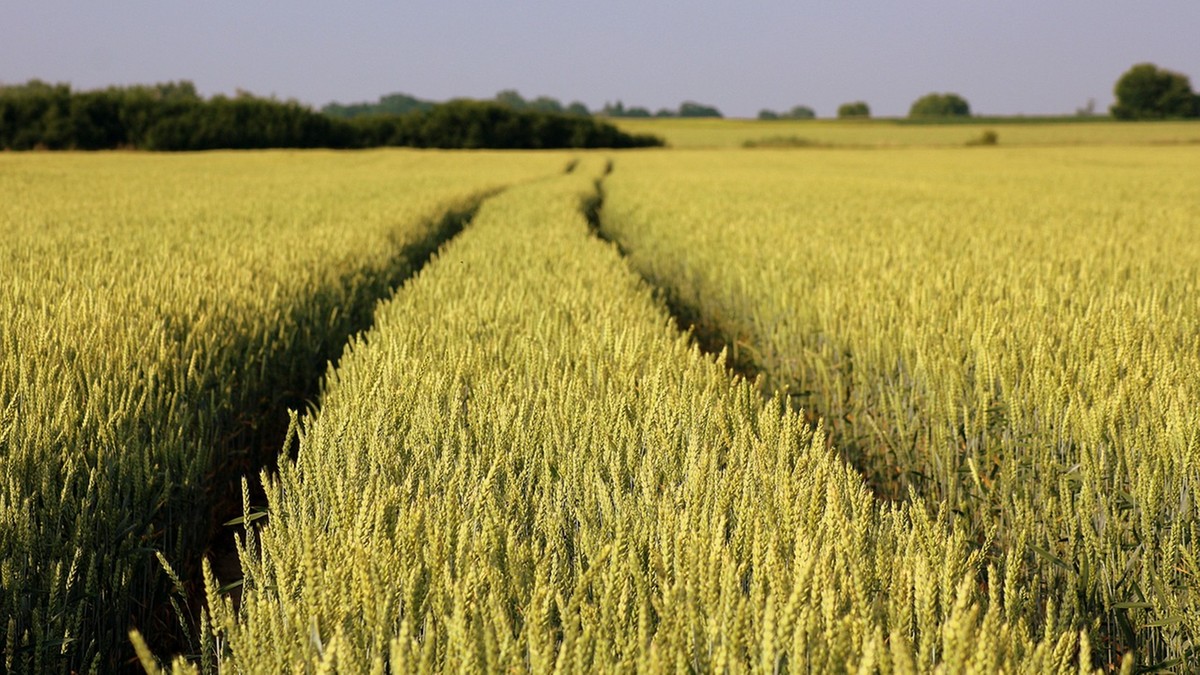 KE przyjęła tymczasowe środki zapobiegawcze dotyczące importu zbóż z Ukrainy