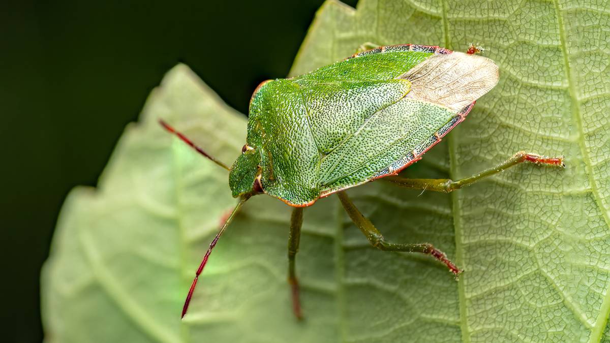 Odorek zieleniak to owad niegroźny dla człowieka, ale wydziela nieprzyjemny zapach