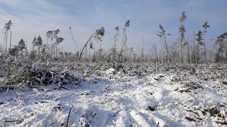 Połamane drzewa pokryte warstwą śniegu. Zima w miejscowości Rytel na Pomorzu
