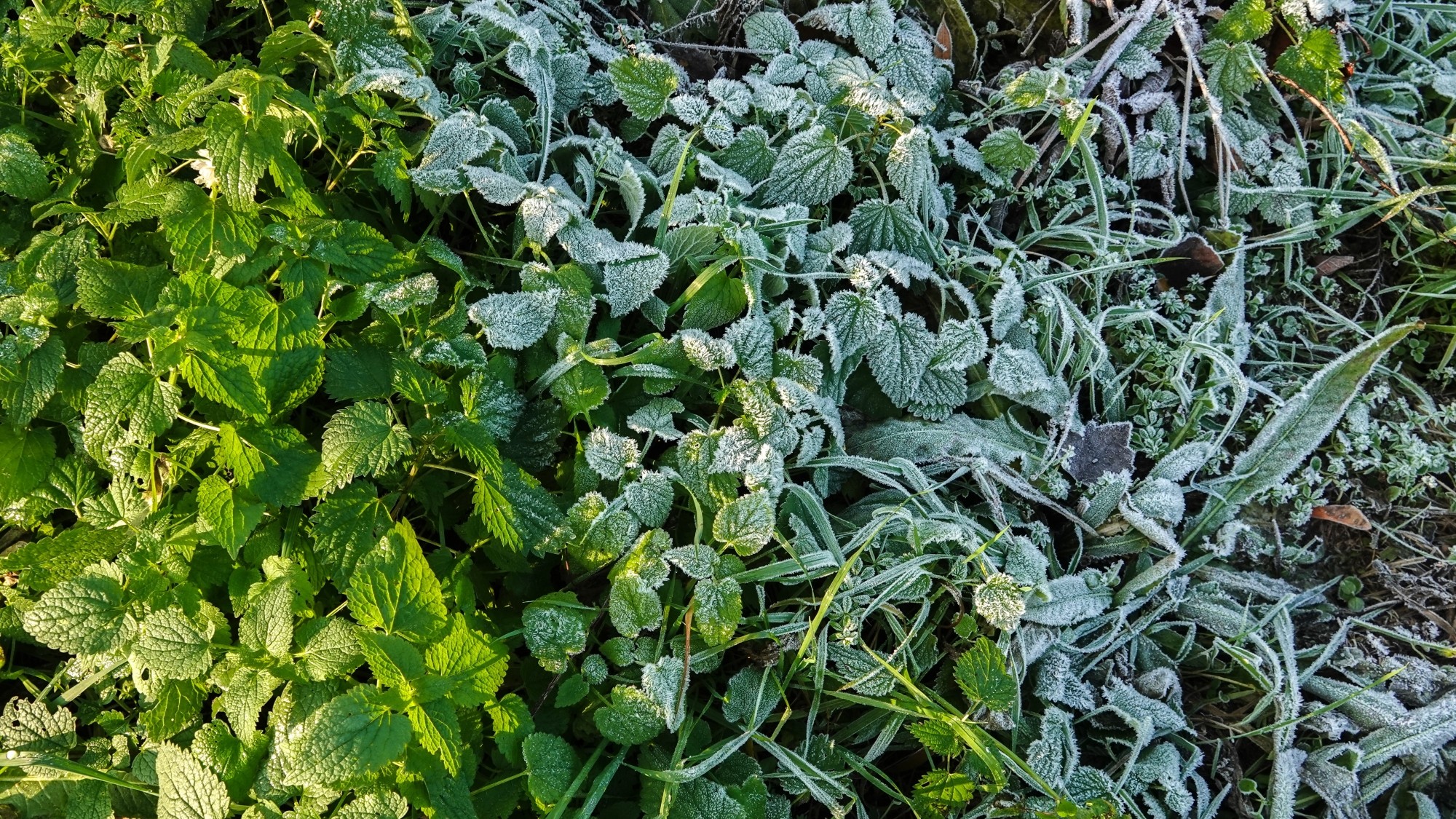 Szron pod lupą - zdjęcie 23