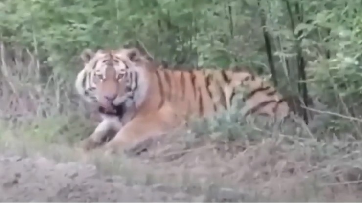 Rosja. Nakarmili dzikiego tygrysa i pochwalili się w sieci. "To kretyni!"