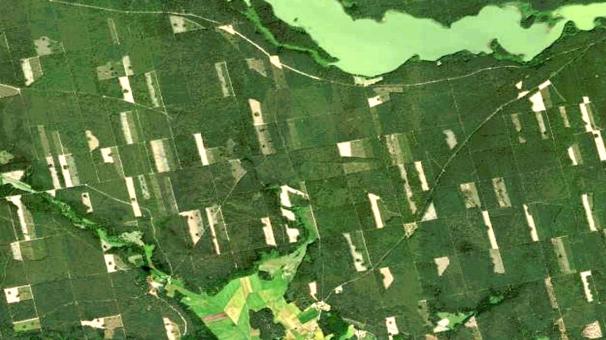 Na zdjęciu satelitarnym widoczne są zrębowiska w Puszczy Nidzkiej. Fot. Google.