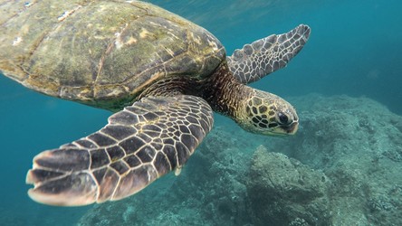 Gigantyczny żółw z Galapagos jednak nie wyginął. Niesamowite odkrycie na wyspach