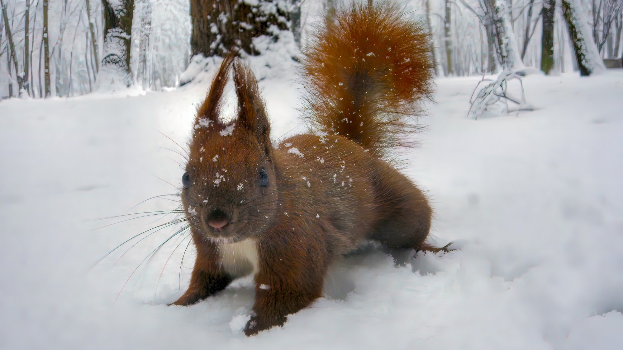 Śnieżne zimy sprzed lat - zdjęcie 10