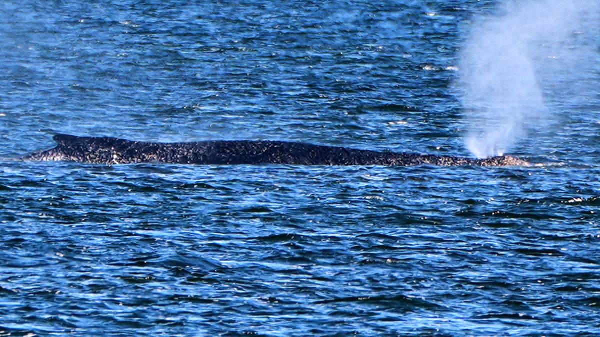 Dobre wiadomości z Niemiec. Jest nadzieja dla humbaka Timmy'ego