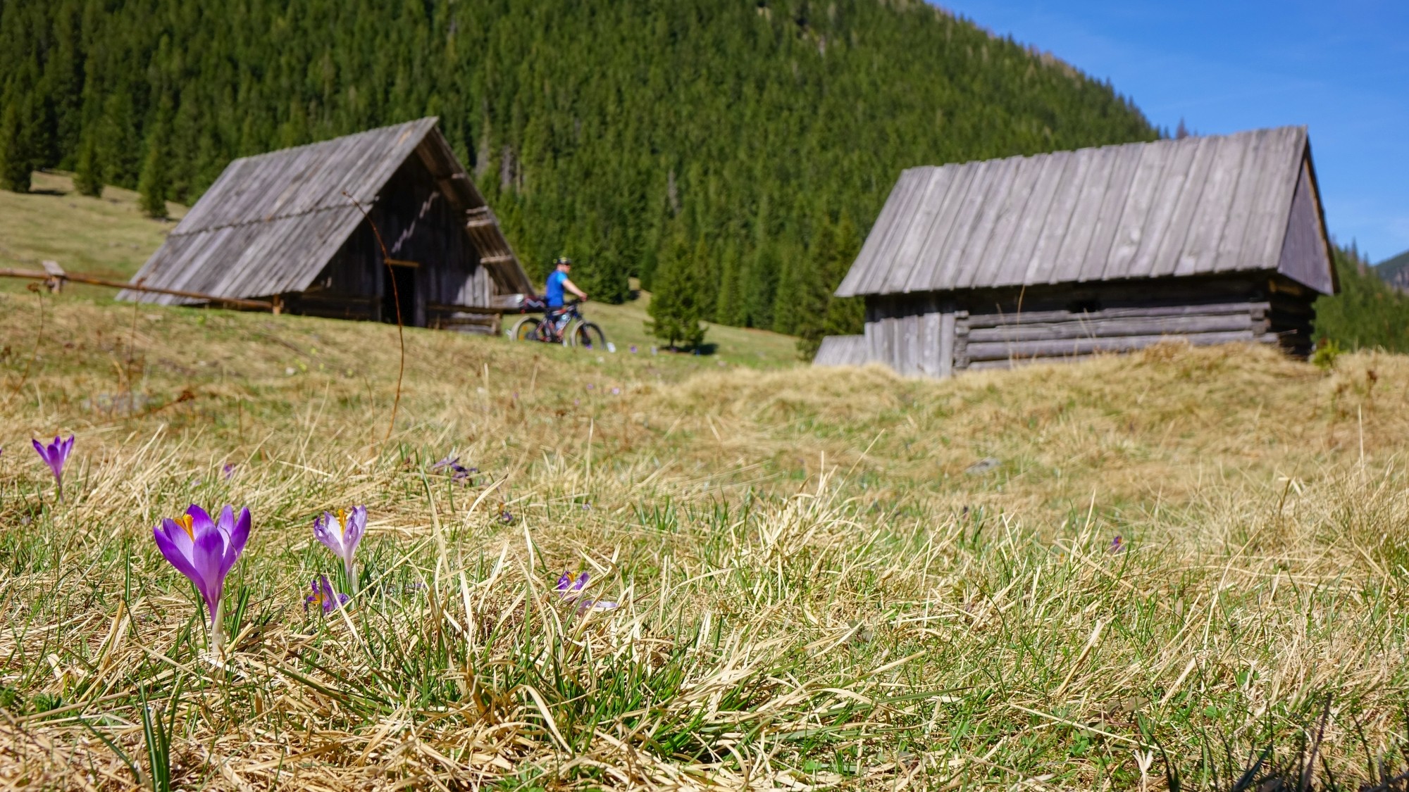 Tatrzańskie krokusy - zdjęcie 9