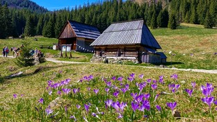 17.04.2023 06:00 W Tatrach zakwitły krokusy. Zobacz, jak pięknie jest wiosną na Polanie Chochołowskiej