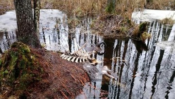 W Puszczy Białowieskiej znaleziono martwego żubra. Zostały tylko głowa i kości