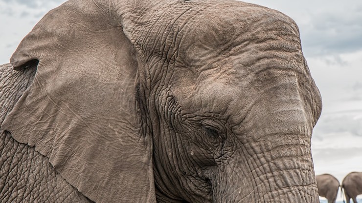 Zambia: słoń stratował na śmierć dwoje turystów z Europy. Prawdopodobnie chcieli mu zrobić zdjęcie