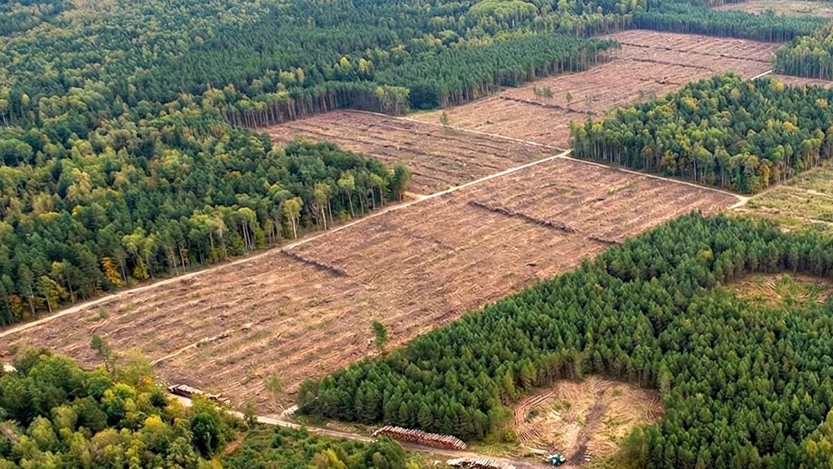 Wycinka drzew. Fot. TwojaPogoda.pl