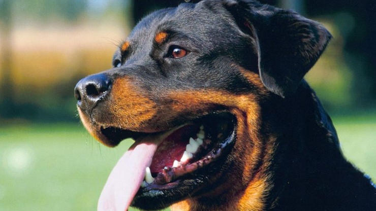 Rottweiler rzucił się na 8-letnią dziewczynkę. Zaatakował podczas zabawy