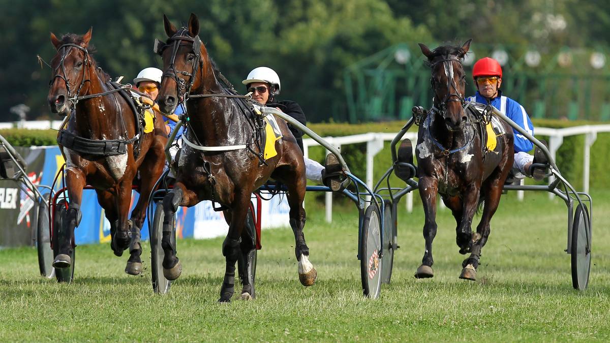 Wyścig kłusak&oacute;w z powożą, kilku zawodnik&oacute;w w kaskach prowadzi konie po trawiastym torze.