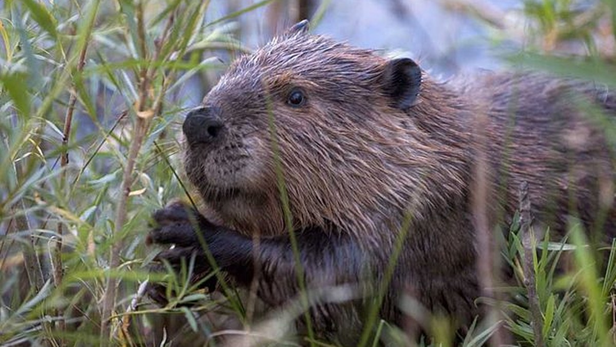 Beavers contribute to global warming.  Scientists have no doubt
