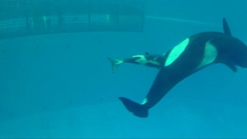 Niesamowite wideo. Zobacz narodziny orki