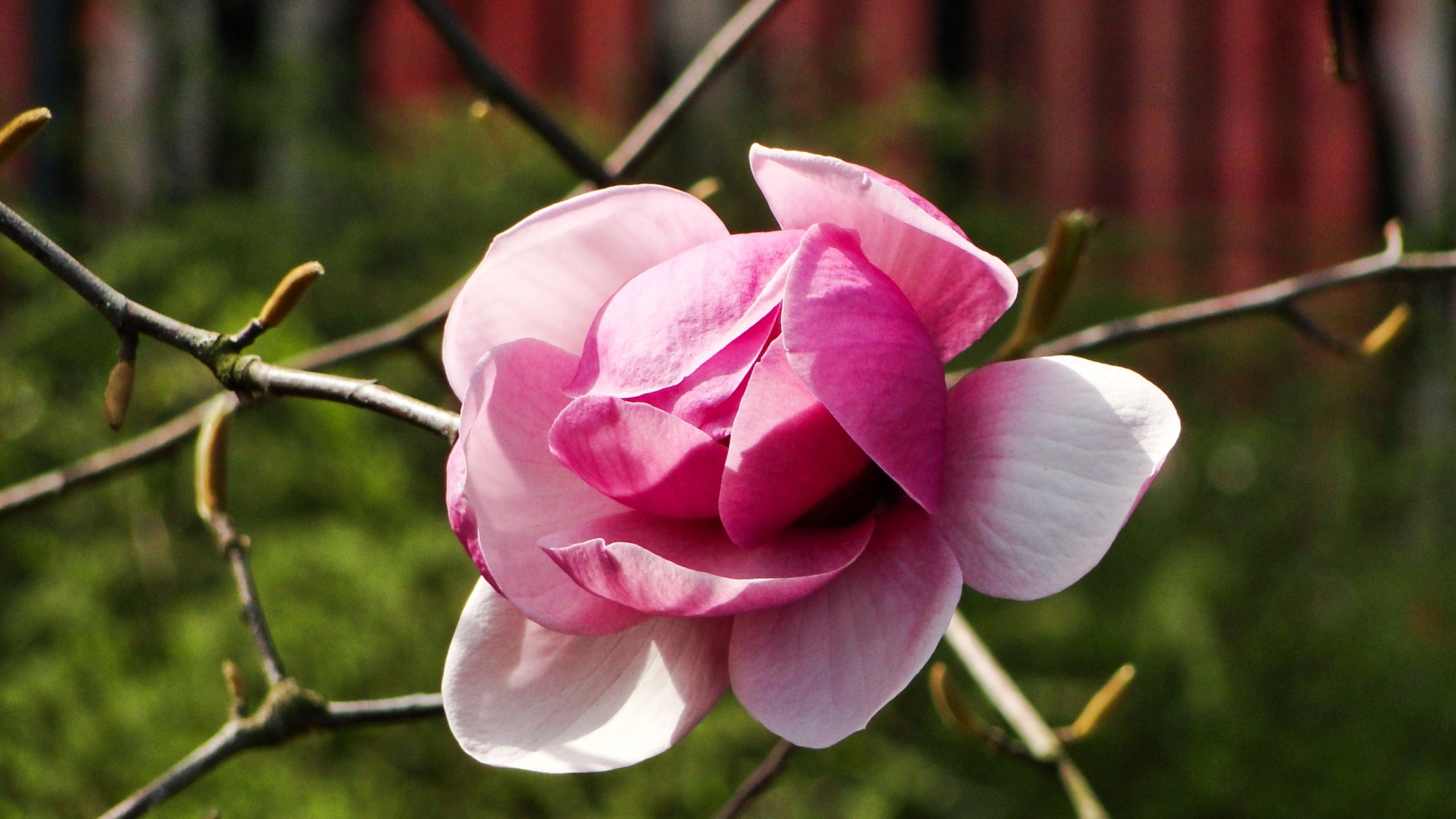 Wiosna radosna - zdjęcie 4