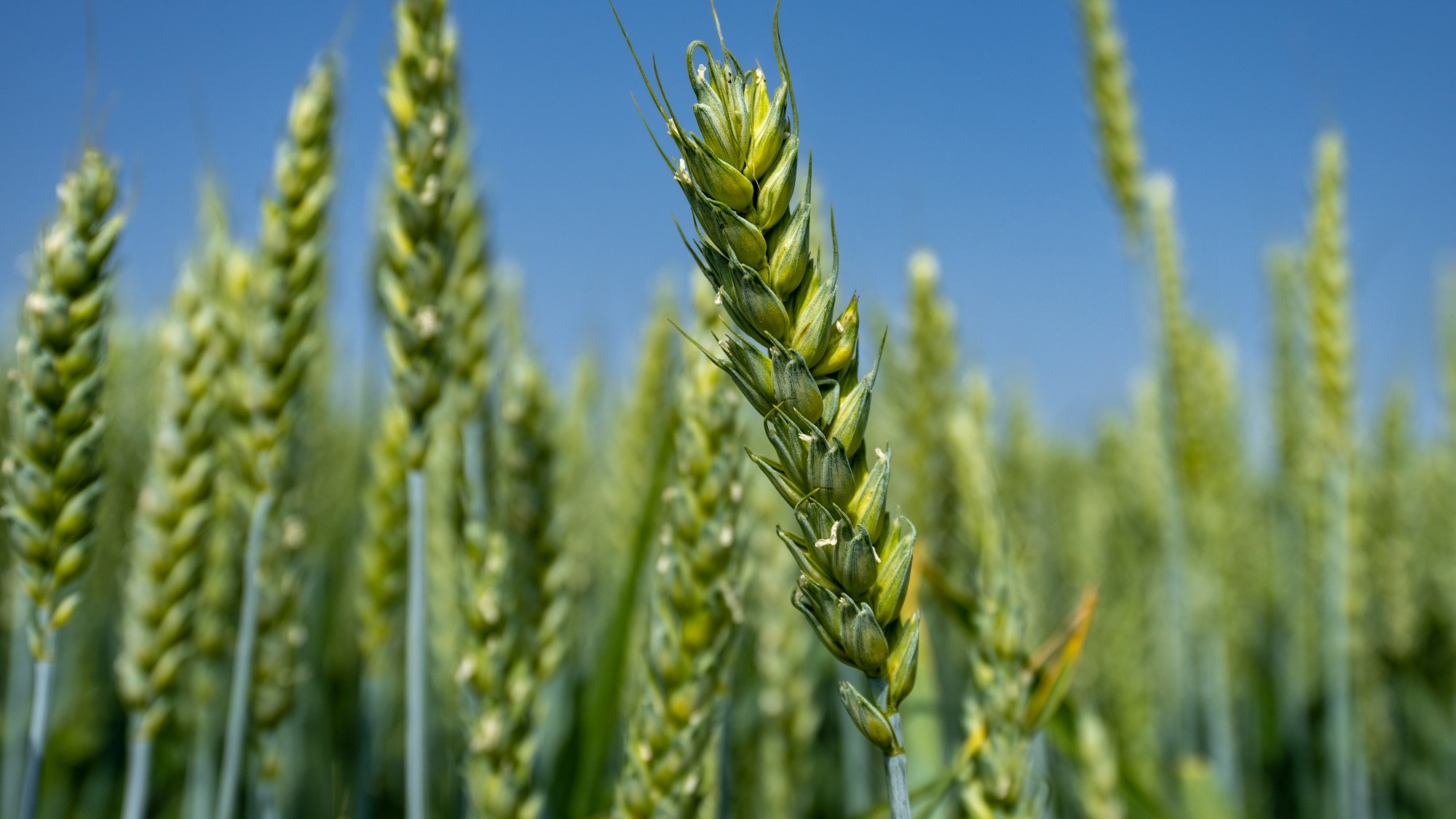 Lato na prowincji - zdjęcie 21