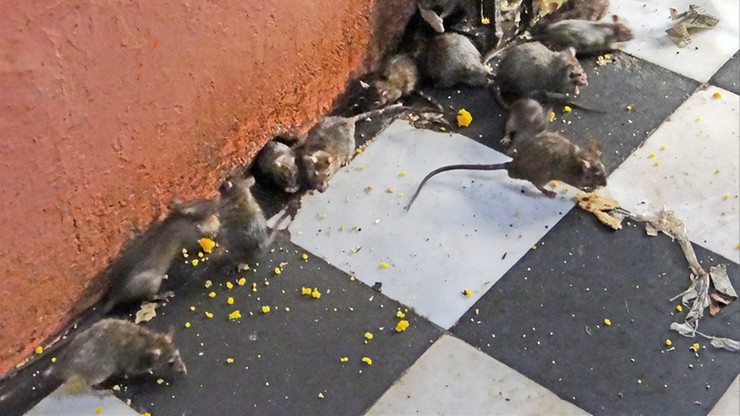 Szczury jadły sparaliżowaną 14-latkę. Miała na ciele setki ran