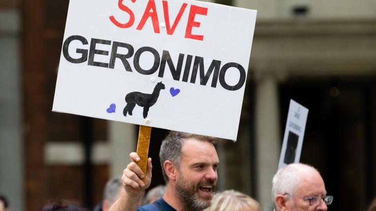 Wielka Brytania. Protesty przeciw uśpieniu alpaki Geronimo. Podejrzenie bydlęcej gruźlicy
