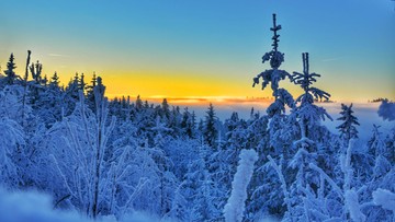 2023-01-31 Nadleśnictwo Wałbrzych zakazuje wstępu do lasu. Powodem lodowa okiść.