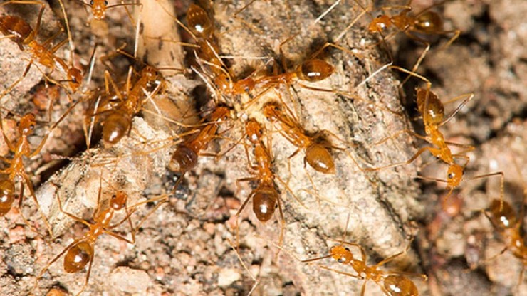 Australia. Plaga szalonych mrówek plujących kwasem. Giną zwierzęta, niszczone są uprawy i domy