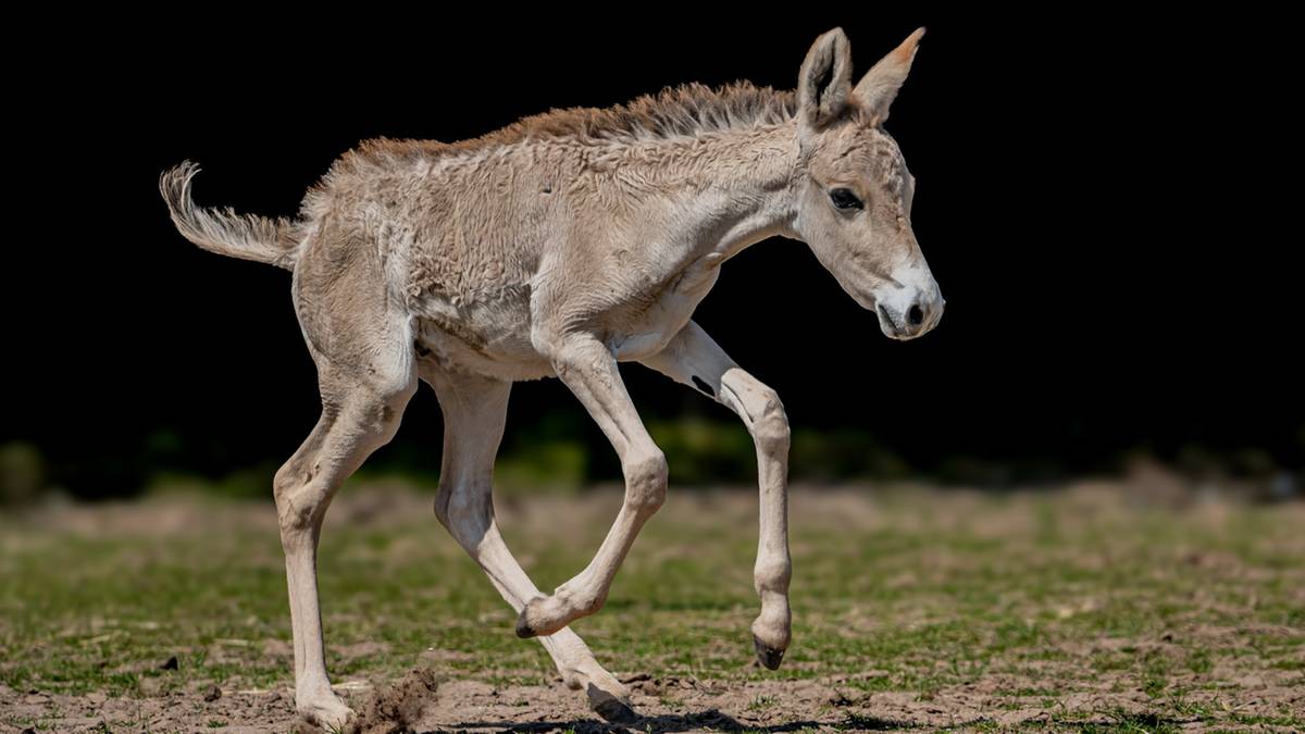 Zoo Chester świętuje. Urodziło się tam najrzadsze zwierzę na świece