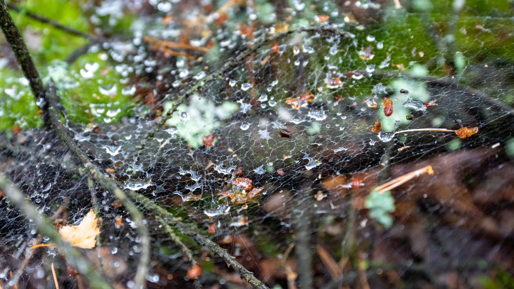 Kolory lata - zdjęcie 71