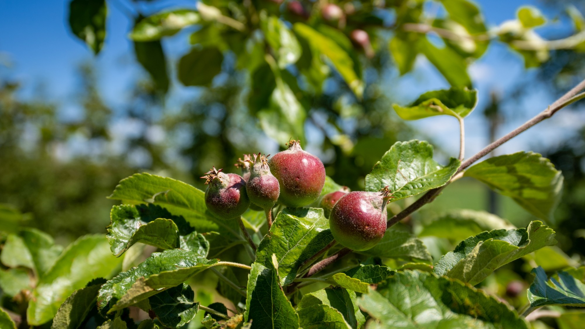 Lato na prowincji - zdjęcie 14