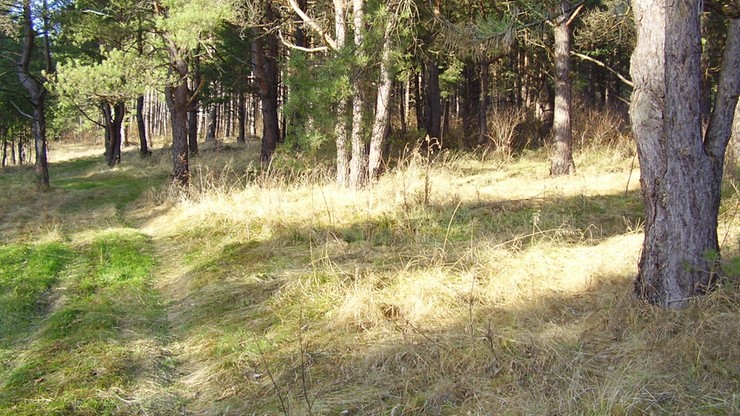 W polskich lasach utrzymuje się "pożarowa pogoda"