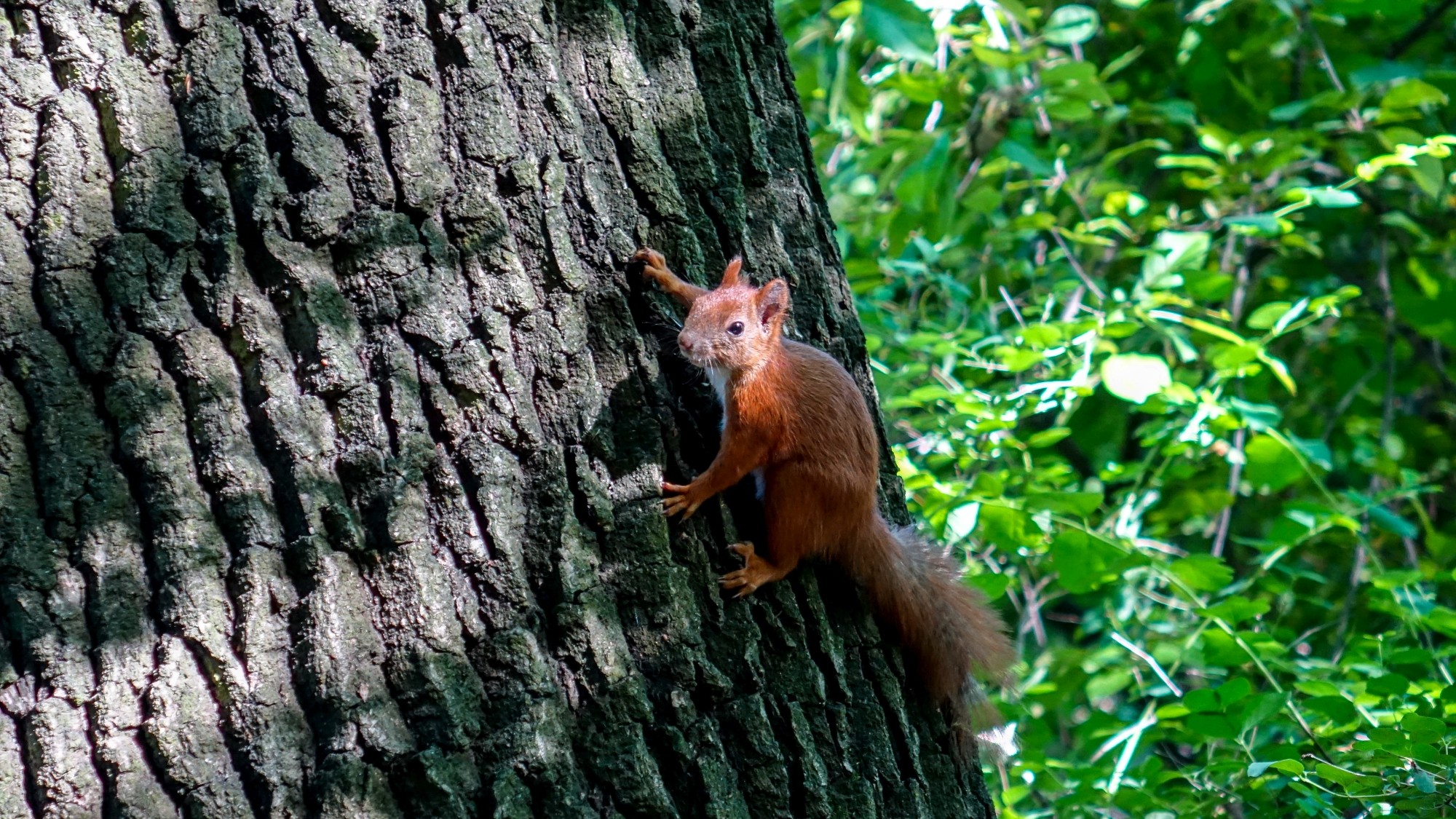 Maj w obiektywie - zdjęcie 13