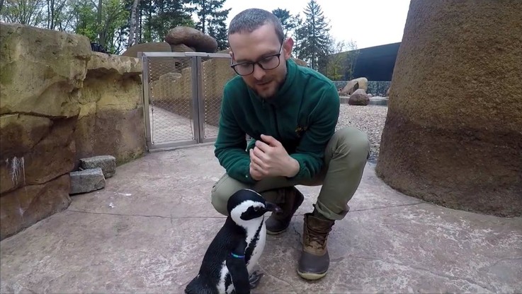 Janush gwiazdą Światowego Dnia Pingwinów we wrocławskim zoo