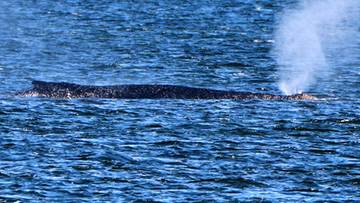 2026-04-20 Dobre wiadomości z Niemiec. Jest nadzieja dla humbaka Timmy'ego