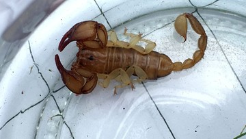Wrócili z wakacji, a w bagażu… żywy skorpion. Pracowity weekend warszawskiego Ekopatrolu