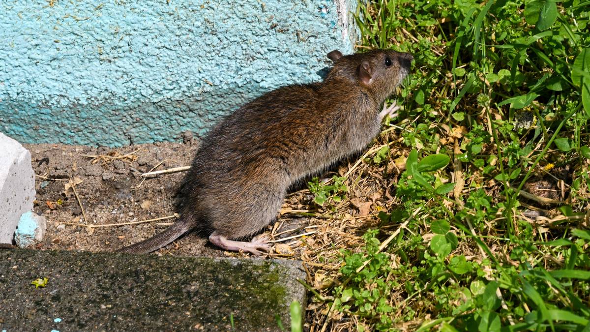 Brązowy szczur siedzący na betonowej krawędzi obok niebieskiej ściany i zielonej roślinności.