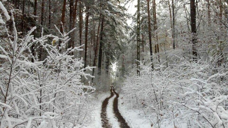 Bemowo Piskie (woj. warmińsko-mazurskie) - bajkowy widok lasu przyprószonego śniegiem