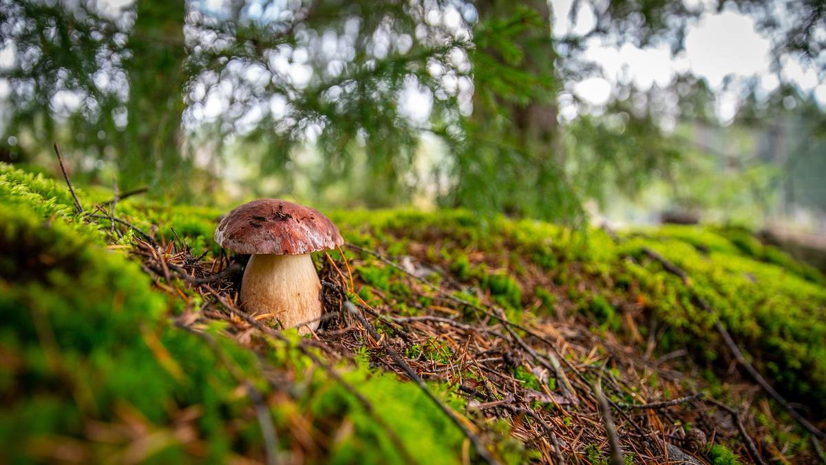 Tego grzyba nie wolno zrywać. Grozi do 5000 zł mandatu