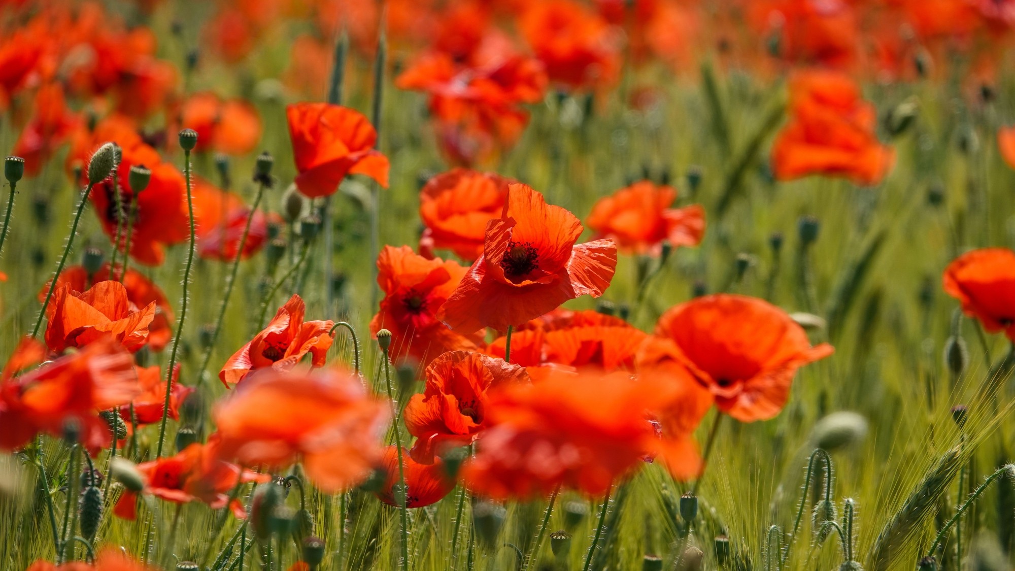 100 najpiękniejszych zdjęć 2021 roku - zdjęcie 50