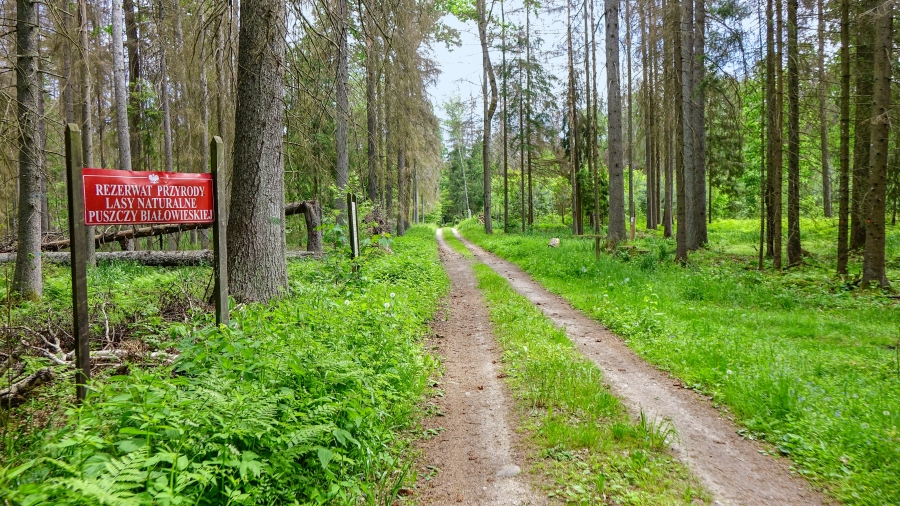 29.07.2018 15:00 Białowieski Park Narodowy